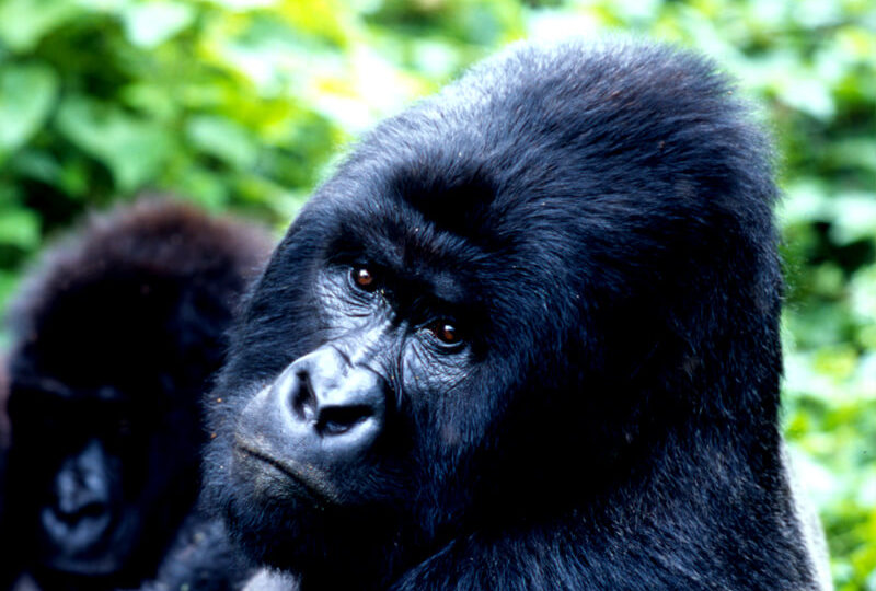 volcanoes national park, gorilla safaris rwanda, visit rwanda, nziza safaris, gorilla tours rwanda, gorilla safaris uganda, uganda gorilla tours, wildlife tours rwanda, wildlife tours uganda, gorilla trekking rwanda, gorilla trekking uganda