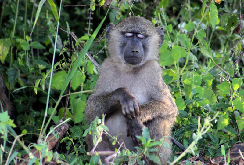 gorilla and golden monkey trekking, nyungwe national park, volcanoes national park, gorilla safaris rwanda, visit rwanda, nziza safaris, gorilla tours rwanda, gorilla safaris uganda, uganda gorilla tours, wildlife tours rwanda, wildlife tours uganda, gorilla trekking rwanda, gorilla trekking uganda