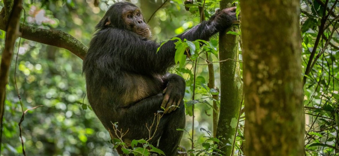 nyungwe chimpanzee tracking, chimpanzee trekking, visit rwanda, rwanda gorilla tours, wildlife safaris rwanda safari