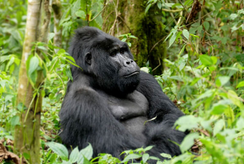 volcanoes national park, wildlife and gorilla tours rwanda, gorilla safaris rwanda, visit rwanda, nziza safaris, gorilla tours rwanda, gorilla safaris uganda, uganda gorilla tours, wildlife tours rwanda, wildlife tours uganda