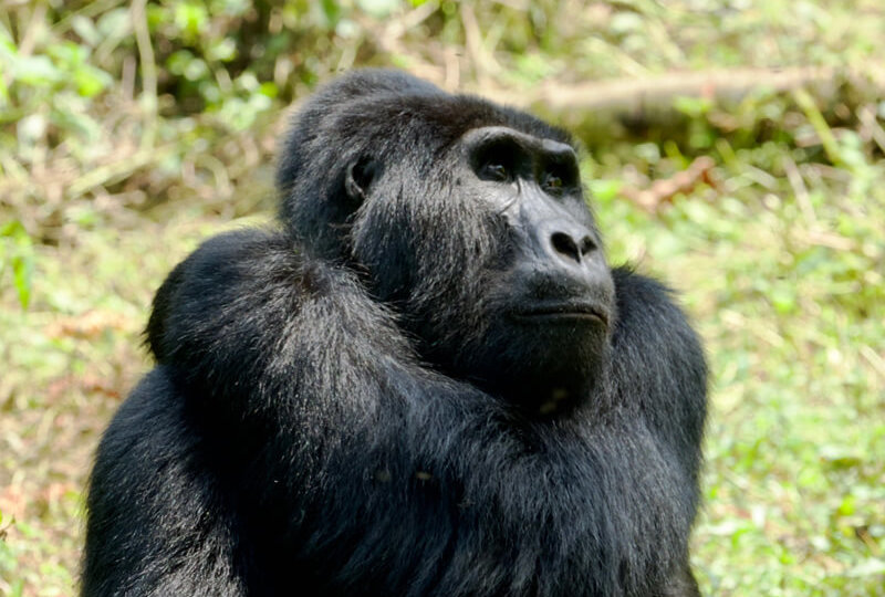 volcanoes national park, gorilla safaris rwanda, visit rwanda, nziza safaris, gorilla tours rwanda, gorilla safaris uganda, uganda gorilla tours, wildlife tours rwanda, wildlife tours uganda, gorilla trekking rwanda, gorilla trekking uganda