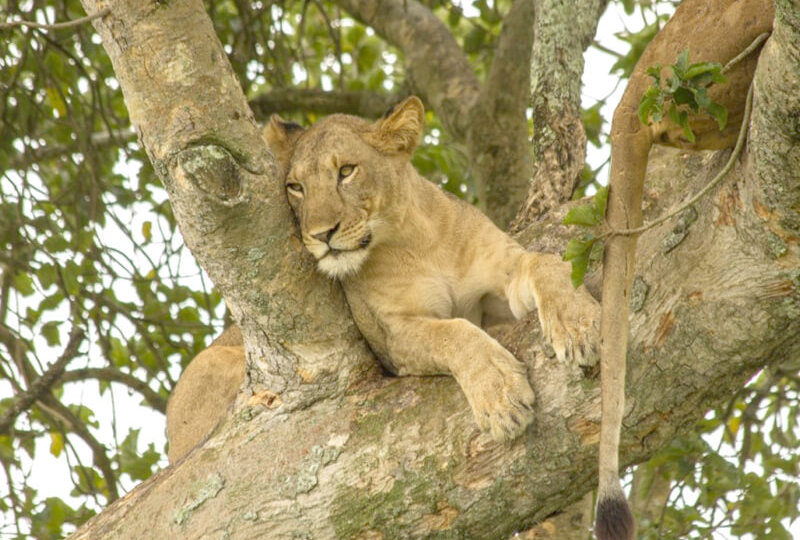 queen-elizabeth-national-park-uganda