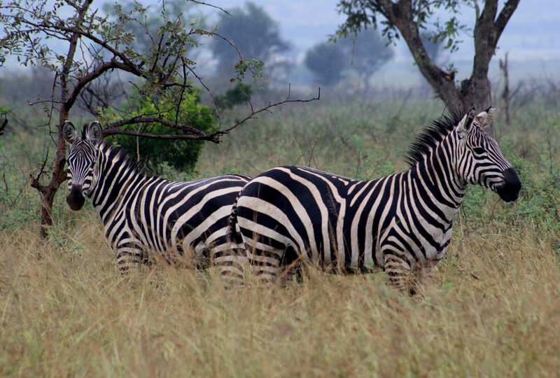 rwanda wildlife safari, Akagera Game Drive, Wildlife safaris rwanda