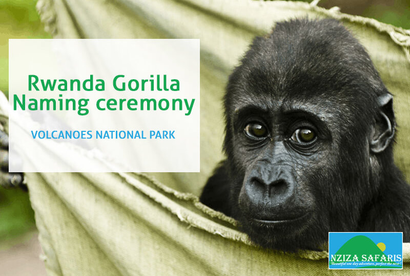 kwita izina, gorilla naming ceremony, rwanda kwita izina, gorilla naming ceremony in kinigi, volcanoes nationl park