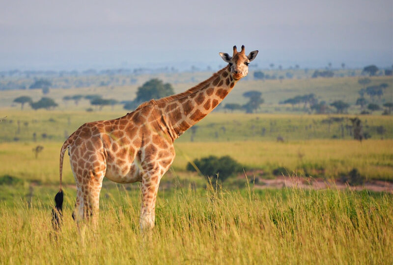 wildlife safari in uganda, queen elizabeth national park, queen elizabeth uganda, wueen elizabeth park, uganda wildlife tours, uganda safaris, wildlife safaris uganda, uganda itinerary, uganda safari tours, wild uganda safaris